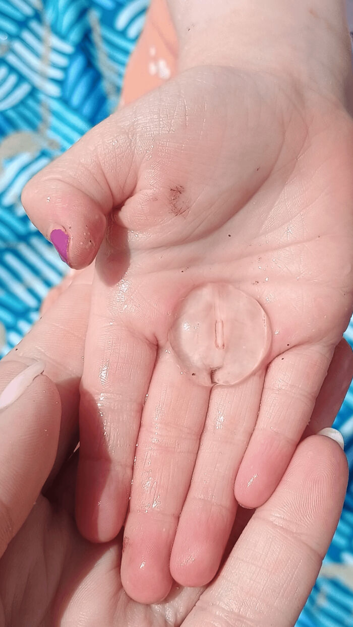 A human hand holding a transparent, disc-shaped marine creature, highlighting things that should be left alone.