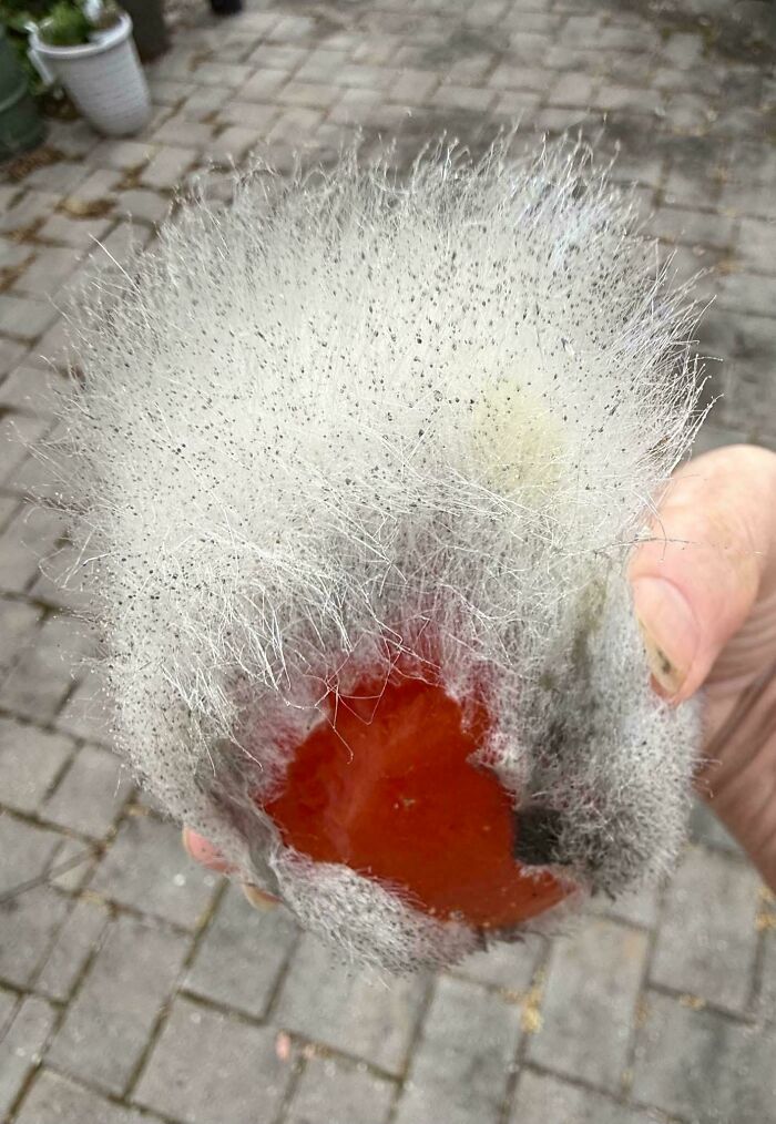 A hand holding a tomato covered in white, fuzzy mold, an example of things that should really be left alone.