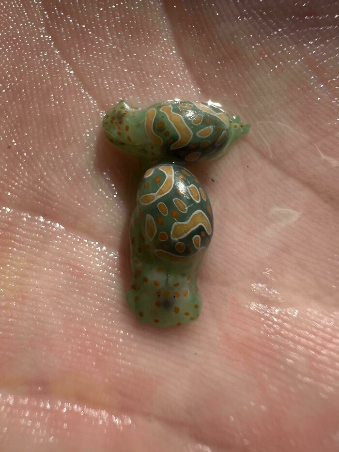 Two small, green and orange patterned sea slugs in the palm of a hand, illustrating things that should really be left alone.