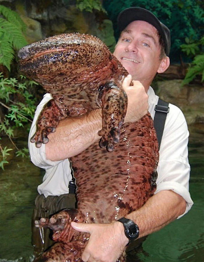 A man holding a giant speckled salamander, an example of things that should really be left alone.
