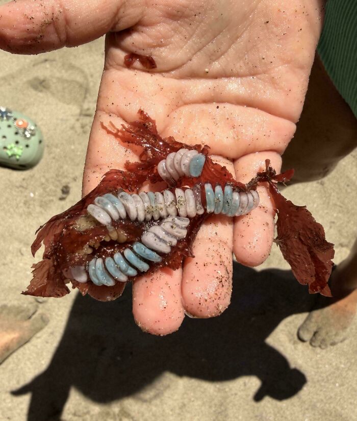 A hand holding a strange red and white sea creature, showcasing things that should really be left alone.