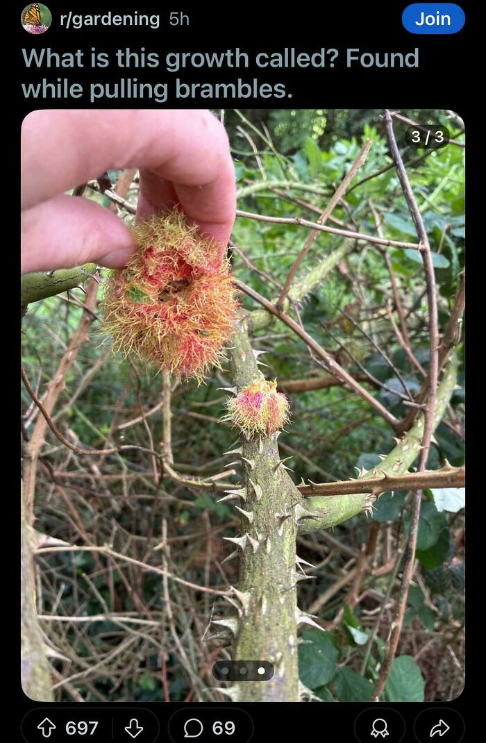 A hand pointing at a spiky, red and yellow growth on a thorny bramble bush; things that should be left alone.