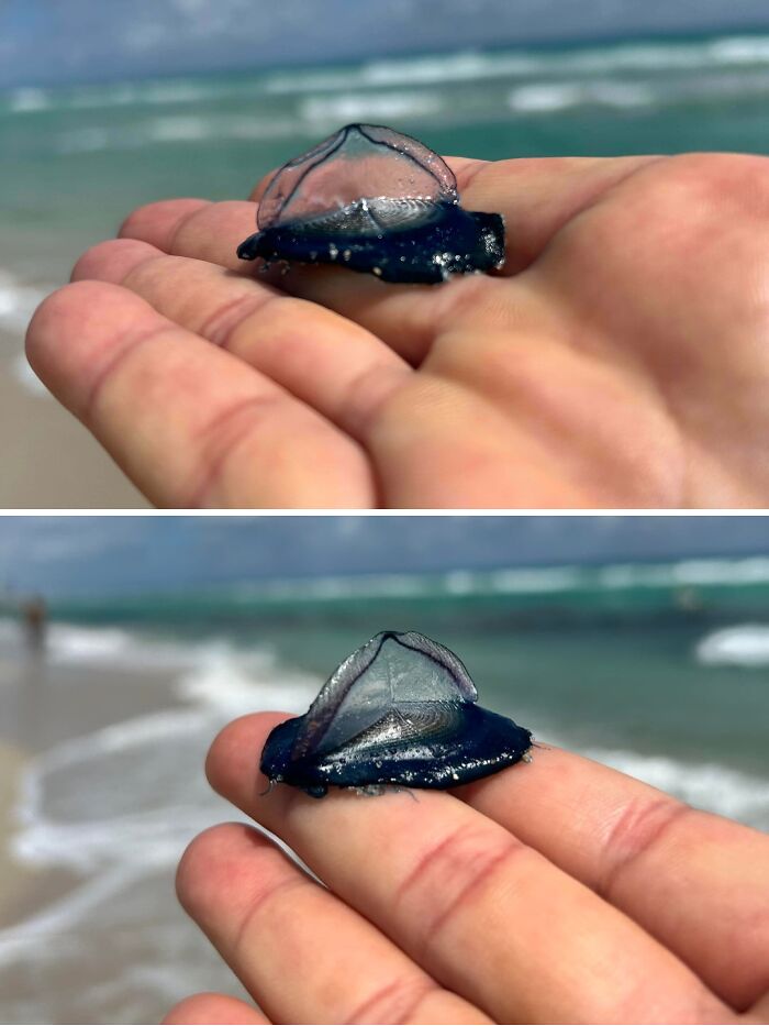 A hand holding a blue By-the-wind Sailor, a marine creature that should really be left alone.