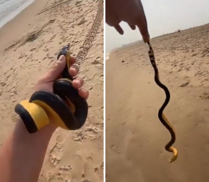 A person holding a yellow and black sea snake on a sandy beach, things that should really be left alone.