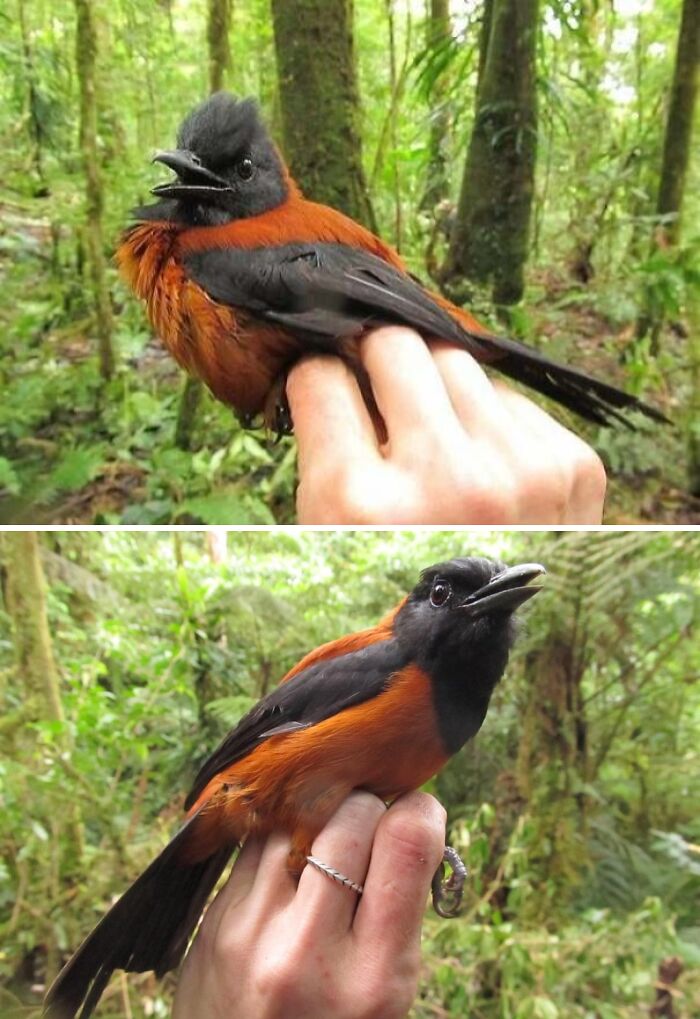A two-panel image shows a person holding a small bird with orange and black feathers, things that should be left alone.