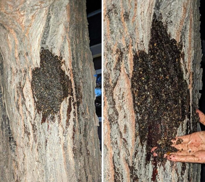 A hand touches a dark, gooey substance oozing from a tree trunk, a thing that should be left alone.