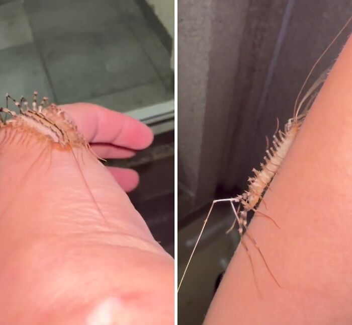 A house centipede crawling on a person's arm, an insect many would agree should be left alone.