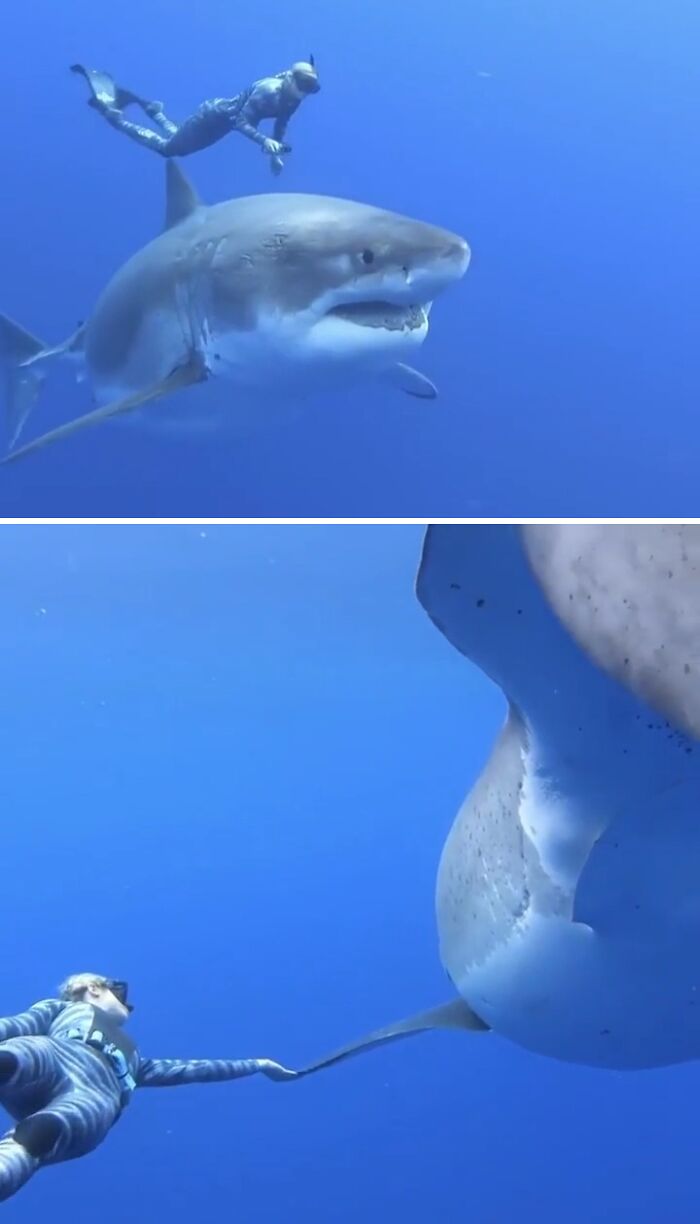 A diver swimming dangerously close to a large great white shark in clear blue water, things that should be left alone.