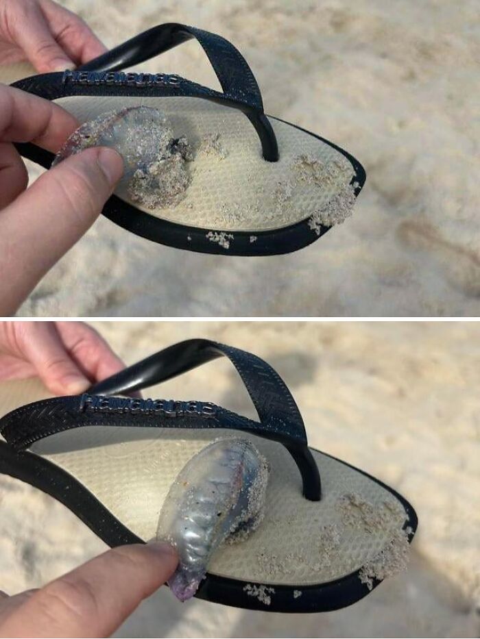 A two-panel image showing a hand poking a translucent, gelatinous sea creature, likely a Portuguese man-of-war, with a flip-flop on a sandy beach, a dangerous thing to touch.
