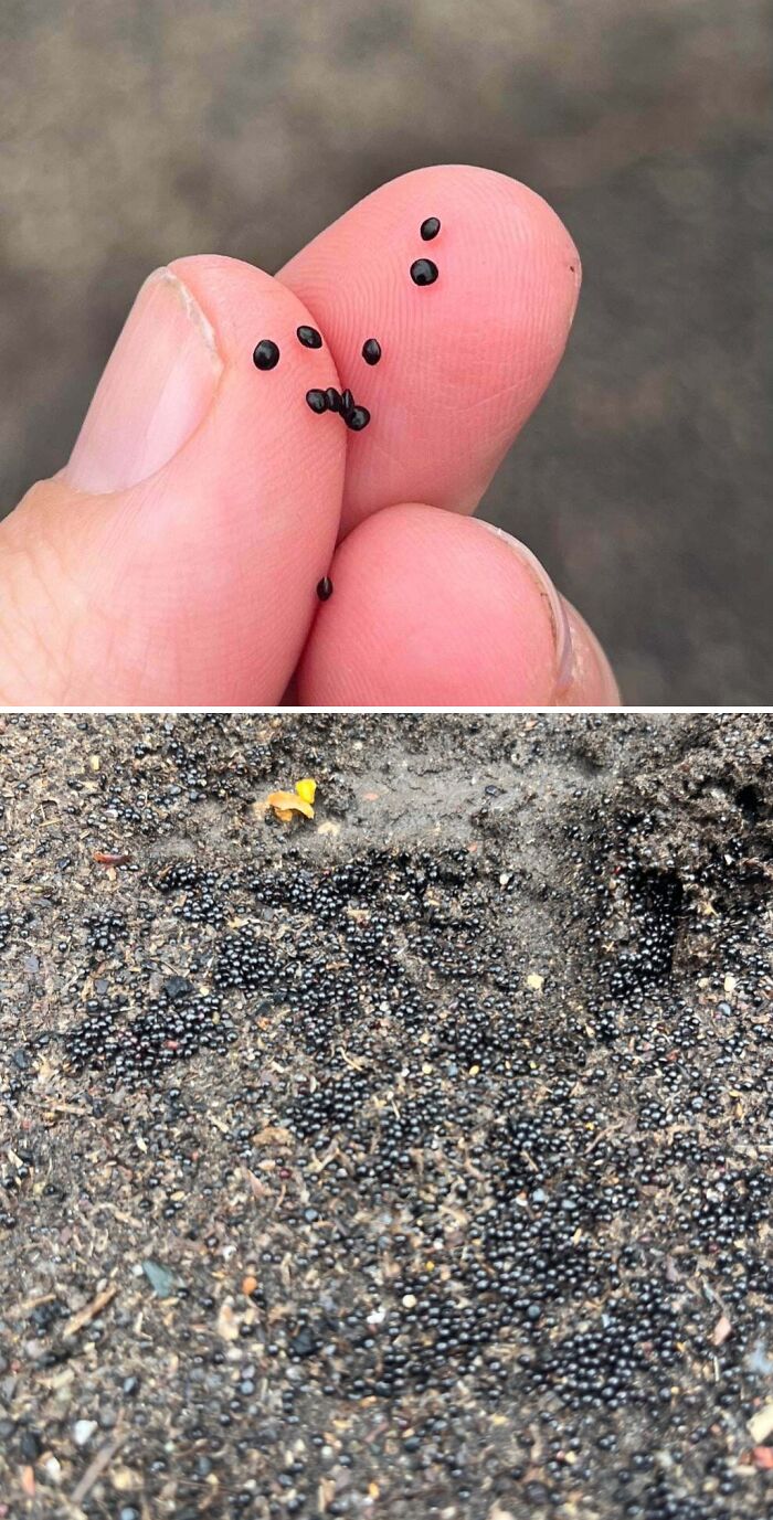 Close-up of fingers holding tiny black pellets, next to a ground covered in thousands of similar pellets, showing things that should be left alone.