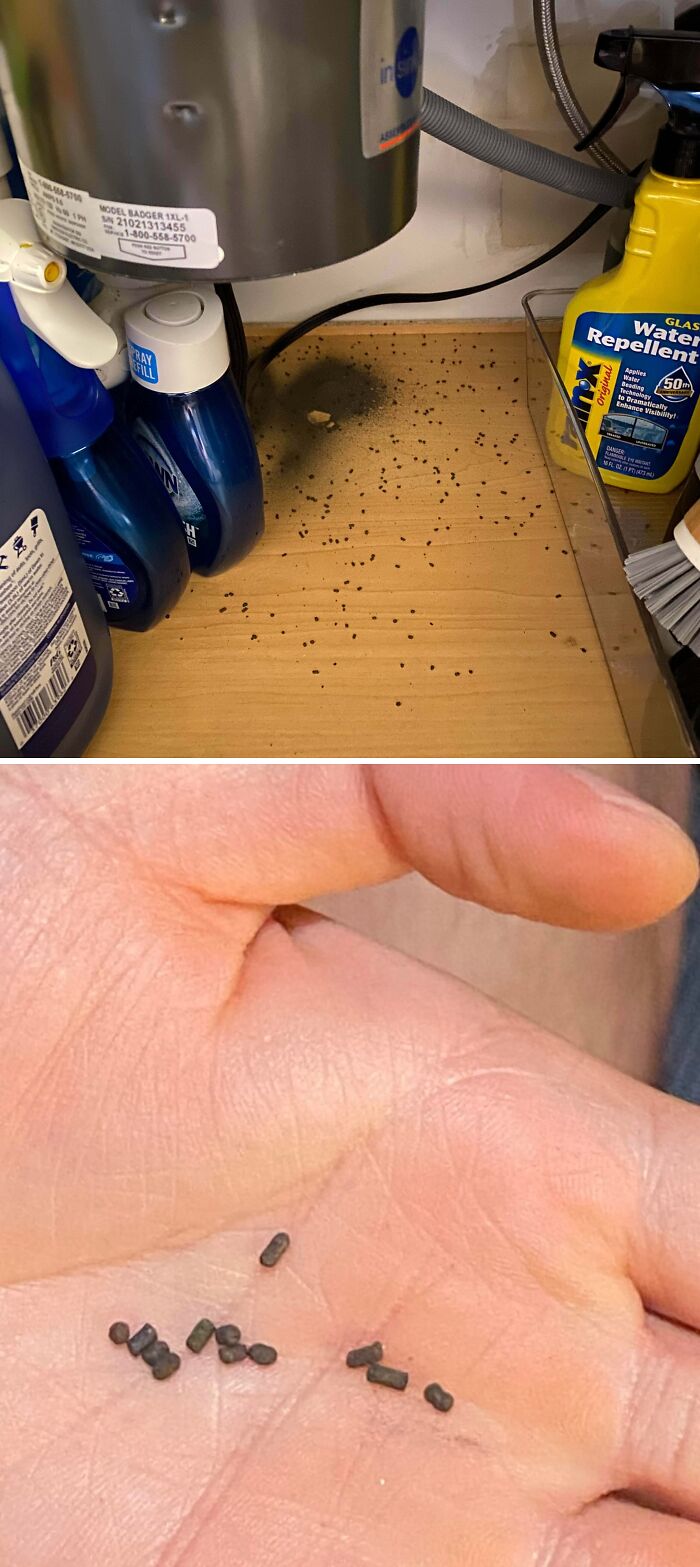 A hand holding mysterious dark pellets found under a sink, next to an image of many pellets scattered on a wooden counter, illustrating things that should be left alone.