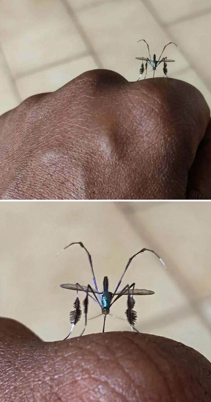 A close-up of a human finger with a large, strange mosquito on it, illustrating things to be left alone.