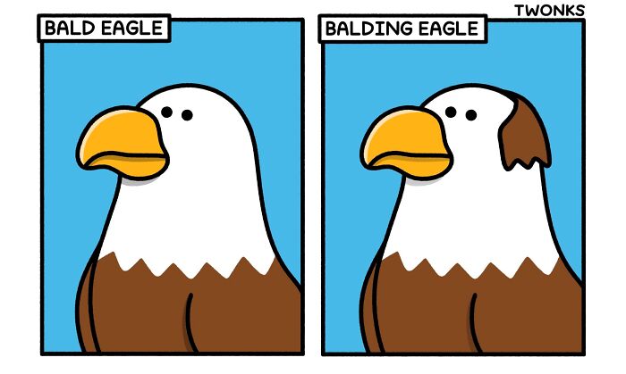 Absurd and funny comic by Steve Nelson showing a Bald Eagle vs a Balding Eagle.