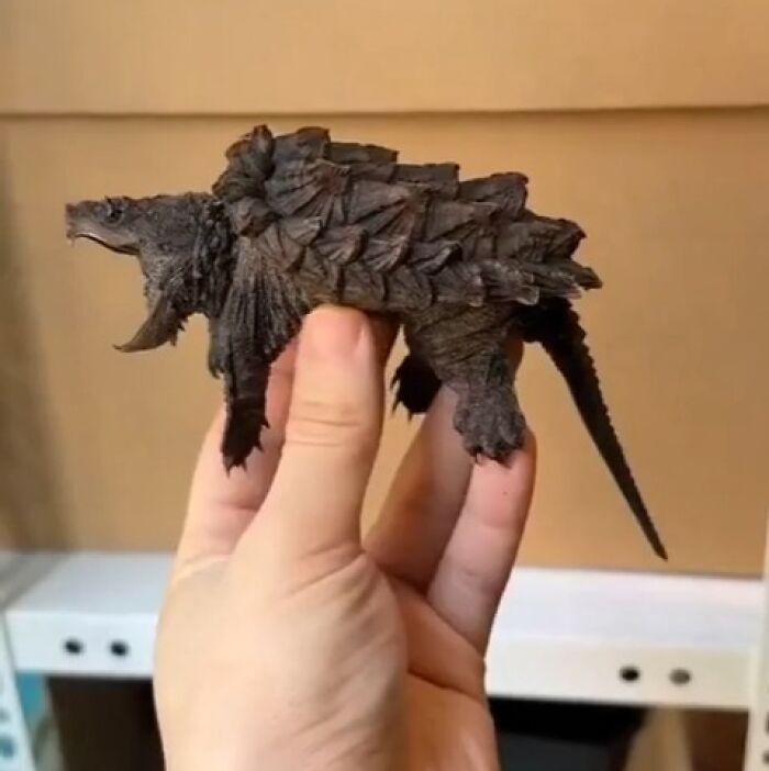 A person holding a small, spiky snapping turtle with an open mouth, a clear example of things that should be left alone.