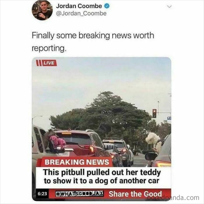 A wholesome news report about a pitbull showing its teddy to another dog, highlighting unusual things.