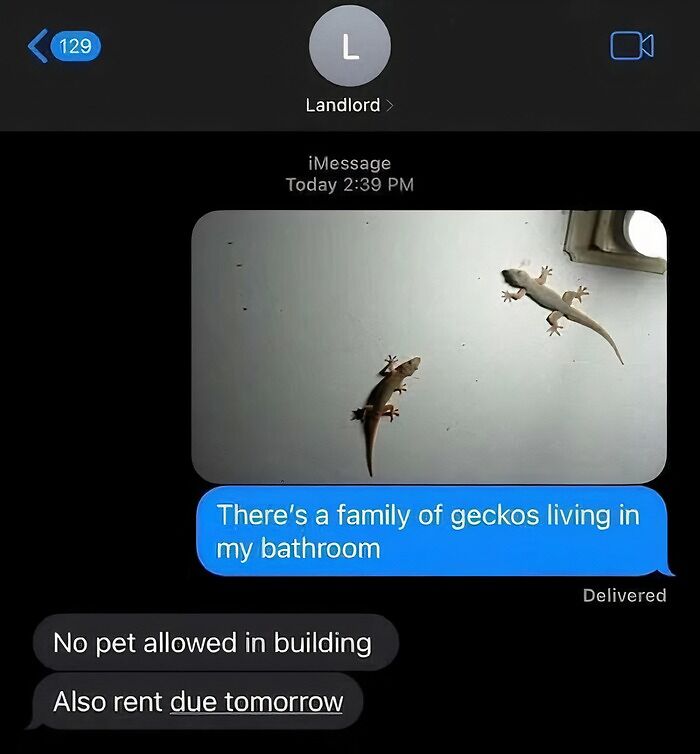 A text message exchange showing a tenant reporting geckos in their bathroom, with a horrible landlord responding No pet allowed in building.