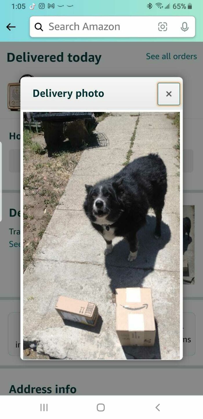 An Amazon delivery fail photo showing two packages placed on a driveway with a black dog looking at them.