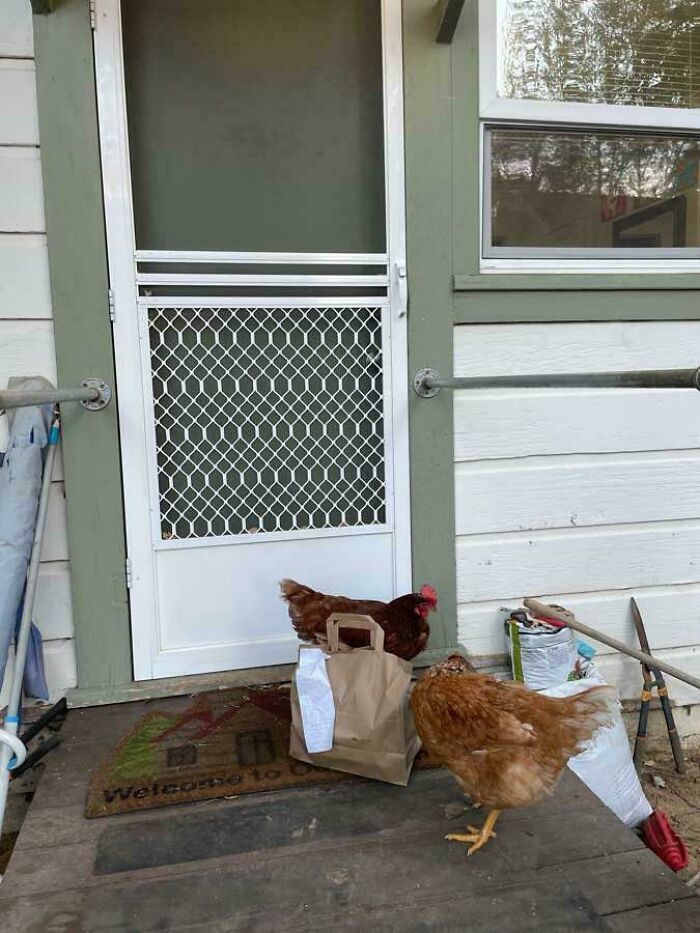 Two chickens stand next to a delivery package on a porch, illustrating an unexpected delivery fail.