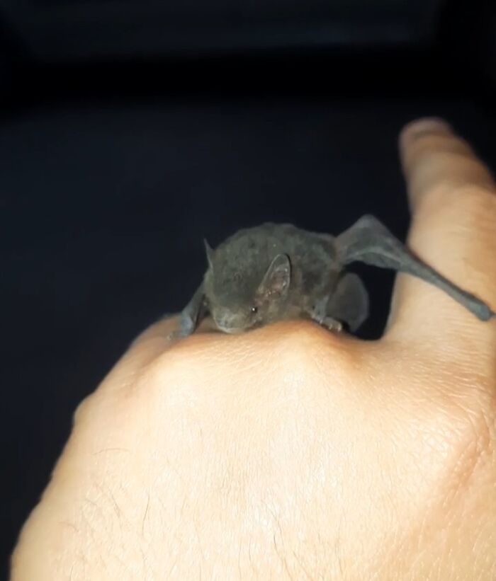 A small bat resting on the back of a person's hand, a wild animal that should really be left alone.