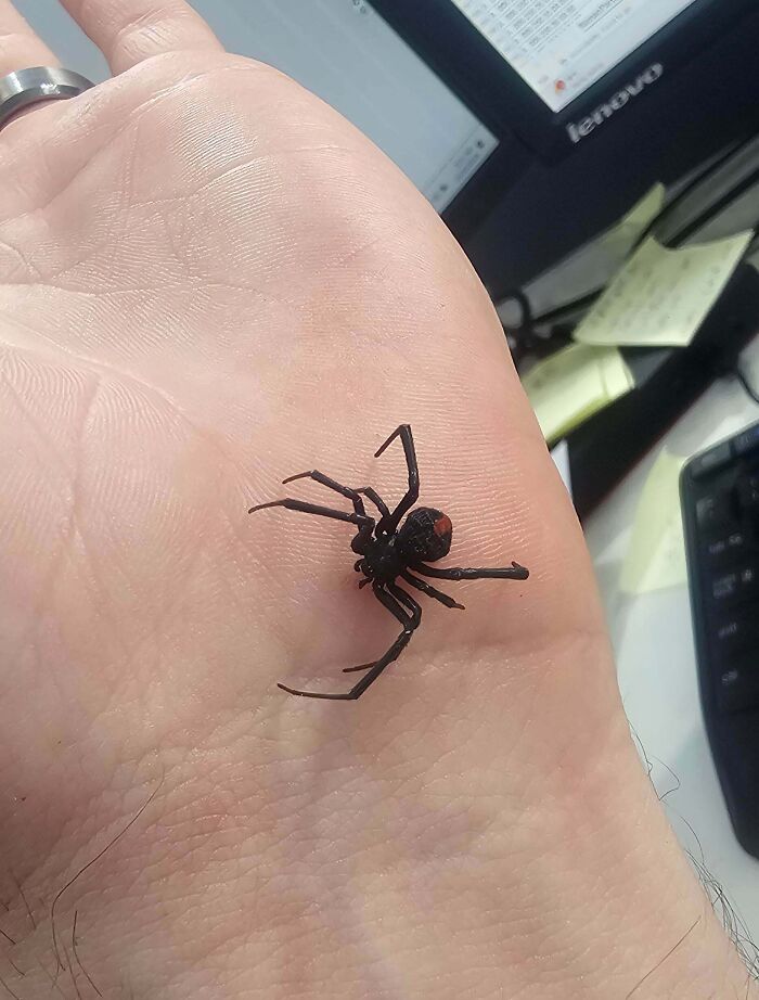 A black widow spider with a red hourglass marking sits on the palm of a hand, things that should be left alone.