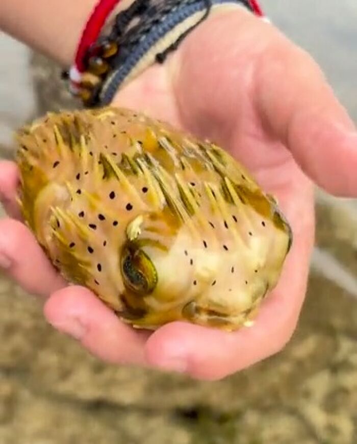 A hand holding a spiny puffer fish, one of many things that should be left alone due to potential harm.