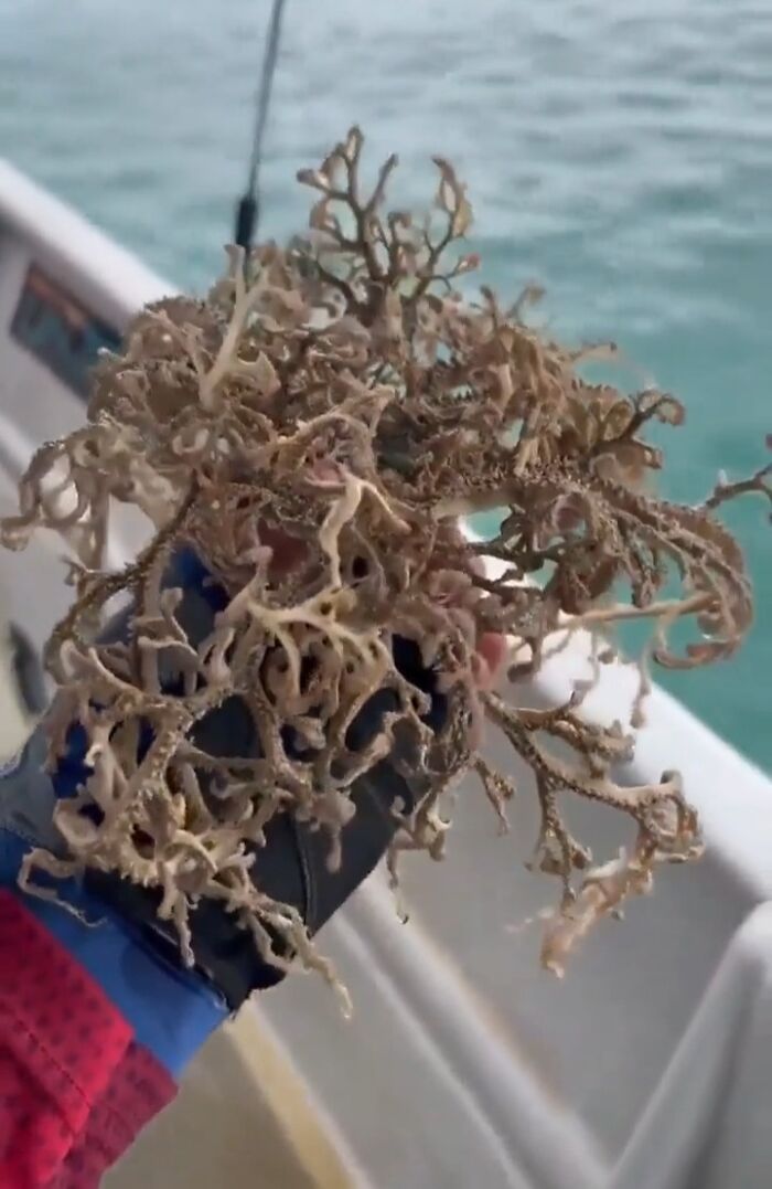 A hand in a glove holding a peculiar, branch-like marine organism over the ocean, highlighting things that should be left alone.
