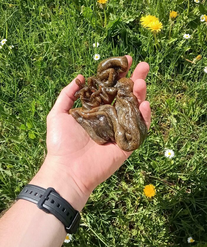 A hand holding a slimy, brown mass of unknown origin, emphasizing things that should be left alone.