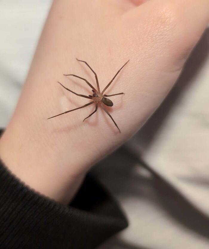 A small brown spider resting on a person's hand. Things that should really be left alone.
