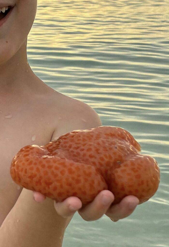 A child holds a large, textured orange sea creature in the water, one of the things to be left alone.
