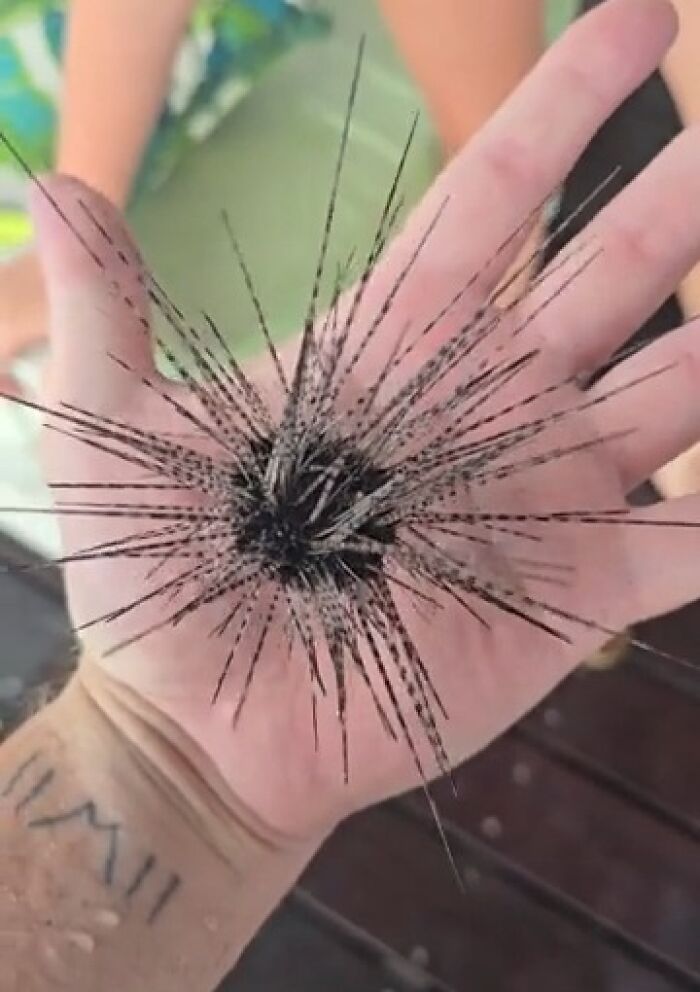 A person's open palm holding a spiky black sea urchin. Things that should be left alone.