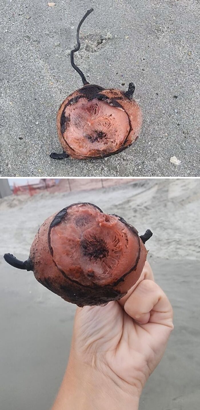 A person holding a strange, fleshy marine creature with a dark stem on a sandy beach. Things that should be left alone.
