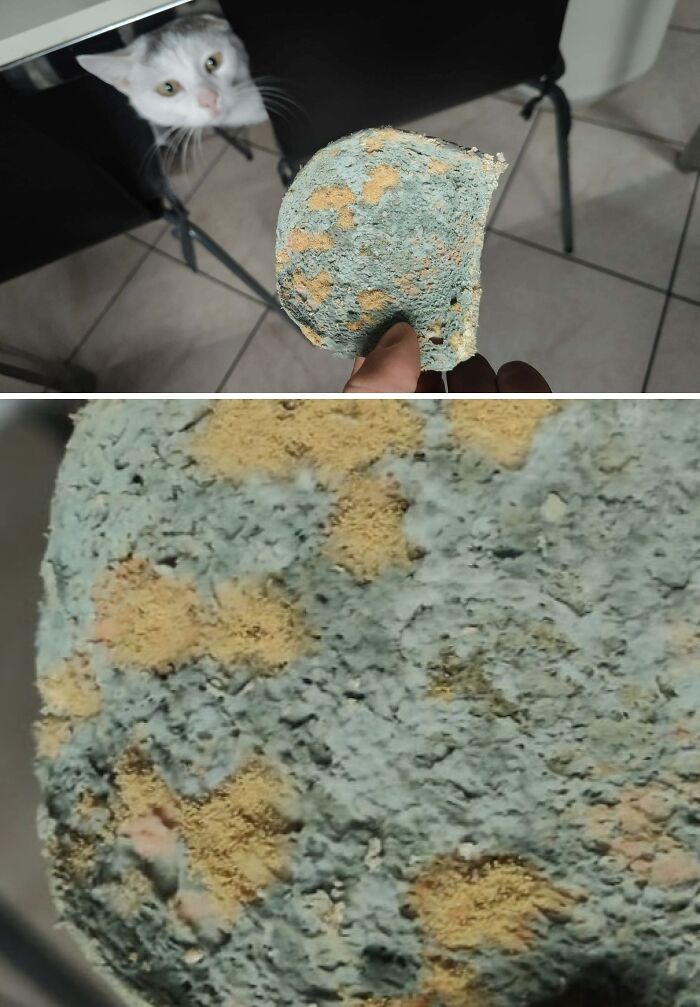 A hand holding a moldy piece of bread with a cat peering from under a table, highlighting things that should really be left alone.