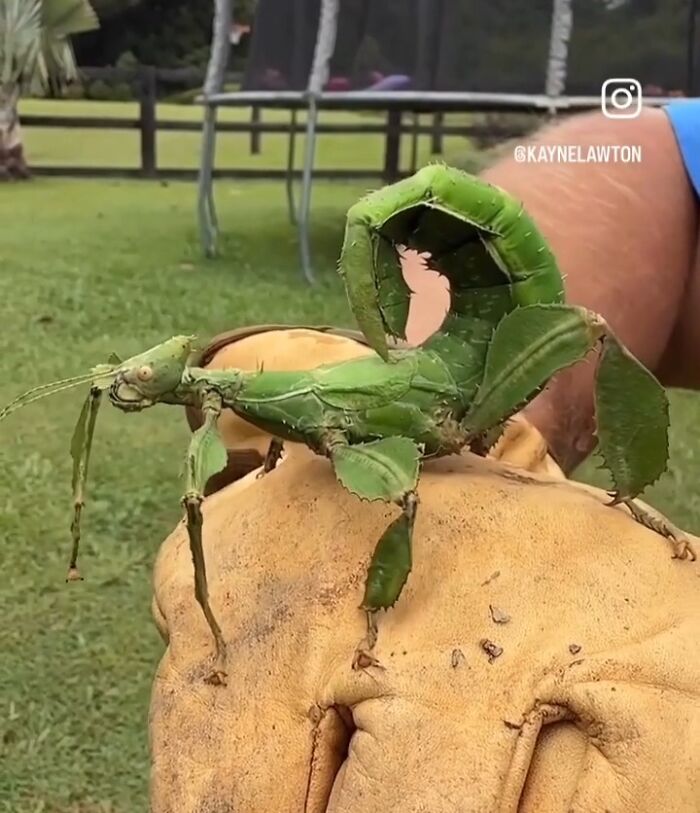 A large, green, leaf-like insect resembling a scorpion resting on a gloved hand; things that should be left alone.
