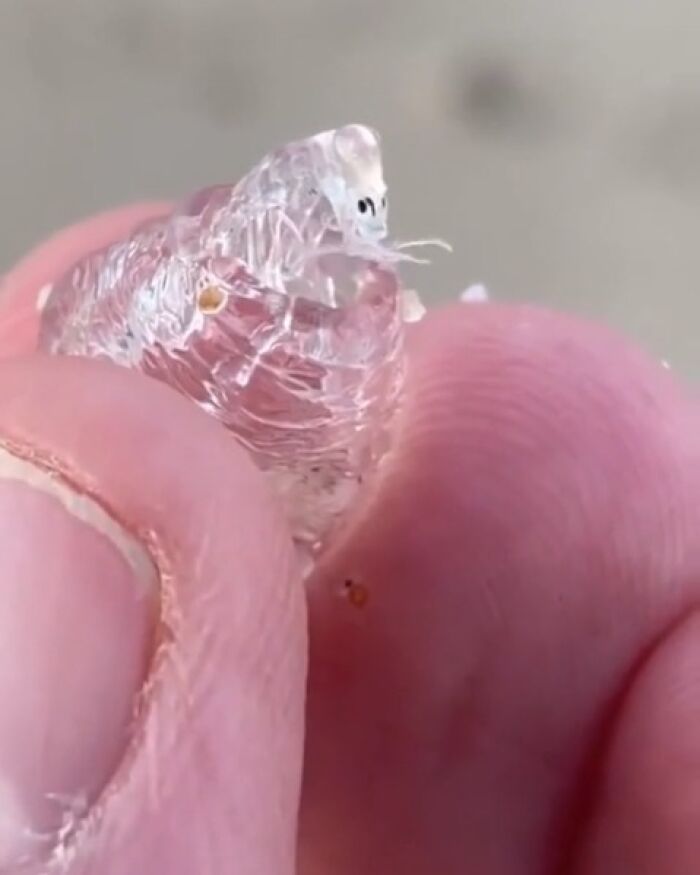 A person holding a tiny, translucent sea creature between their fingers, something that should be left alone.
