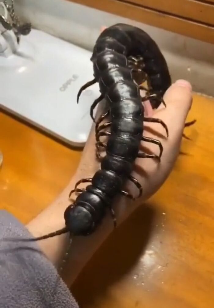 A hand holding a very long, black, segmented centipede; things that should be left alone due to their nature.
