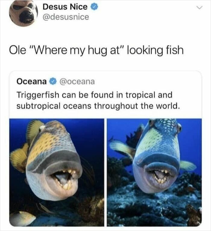 A Twitter screenshot showcasing two images of a triggerfish and a hilariously savage tweet commenting on its appearance.