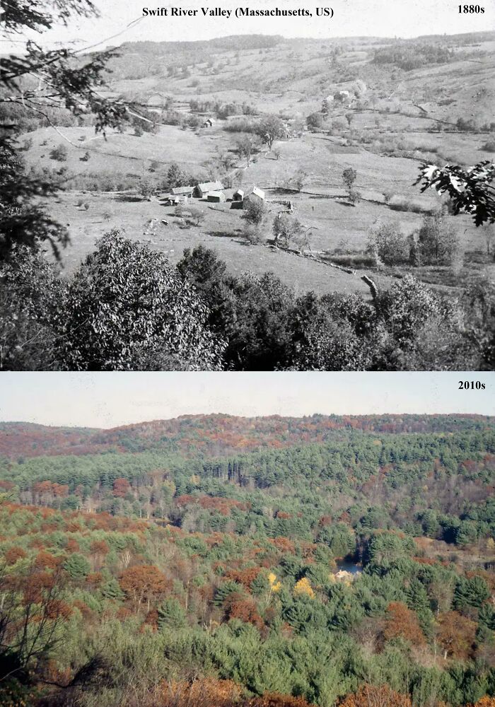 America before-and-after photos capture the Swift River Valley changing from sparse farmland in the 1880s to dense forest in the 2010s.
