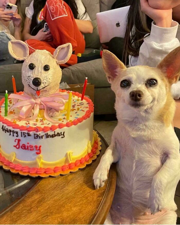 A happy dog standing next to a birthday cake shaped like a dog's head, an uplifting post.
