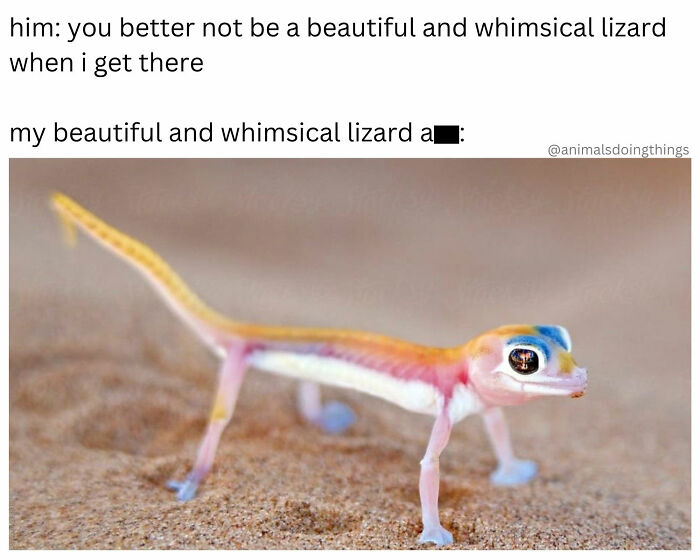 A funny animal meme with a colorful, whimsical lizard on sand, illustrating cute animal content.