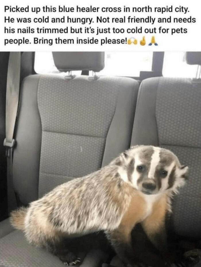 A funny animal meme featuring a badger in a car, rescued from the cold, representing cute animal content.