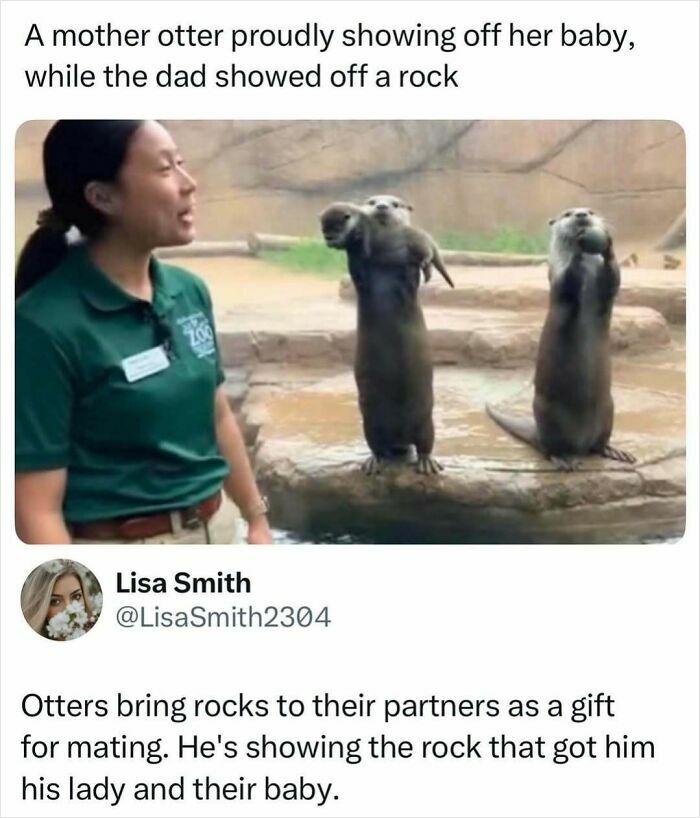 Interesting facts about a mother otter showing her baby and the dad showing a rock to a zookeeper.