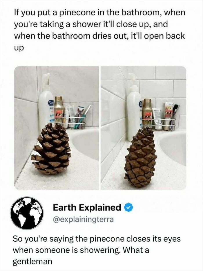 Interesting facts about a pinecone in a bathroom, showing it closing up when wet and opening when dry.