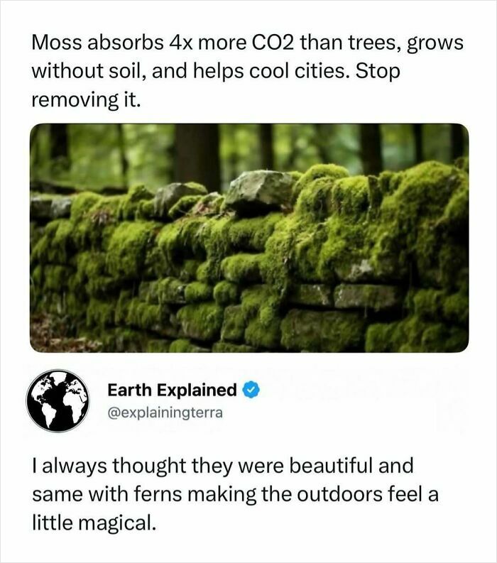An image displaying interesting facts about moss absorbing CO2 and its benefits for cities.