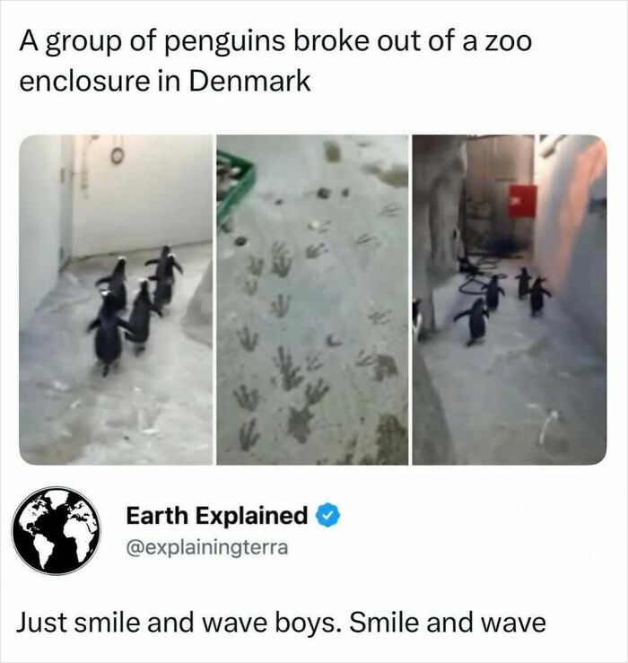 A group of penguins waddling away, leaving footprints, representing interesting facts about animal escapes.
