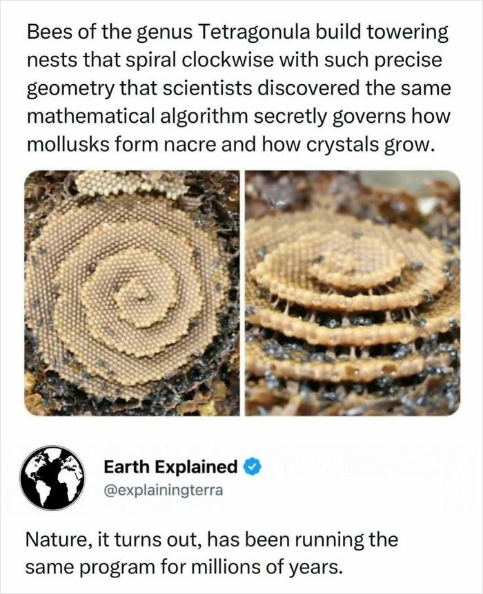 Interesting facts: Tetragonula bees build spiraling nests with precise geometry, linking to mathematical algorithms.