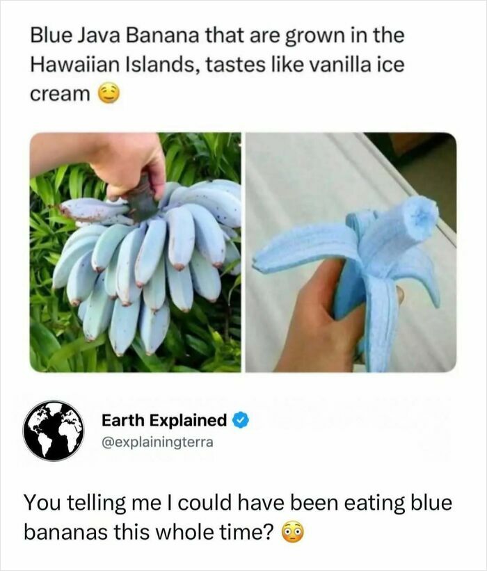 Interesting facts: Blue Java bananas from Hawaii, taste like vanilla ice cream, shown peeled and in a bunch.