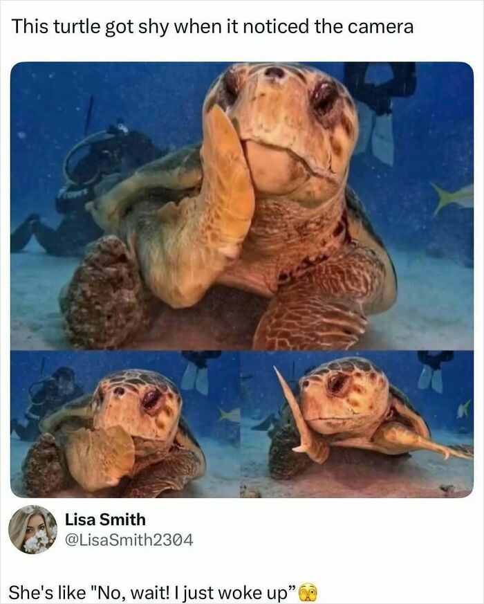 An underwater image of a shy turtle covering its face, perfect for people who love learning new things.