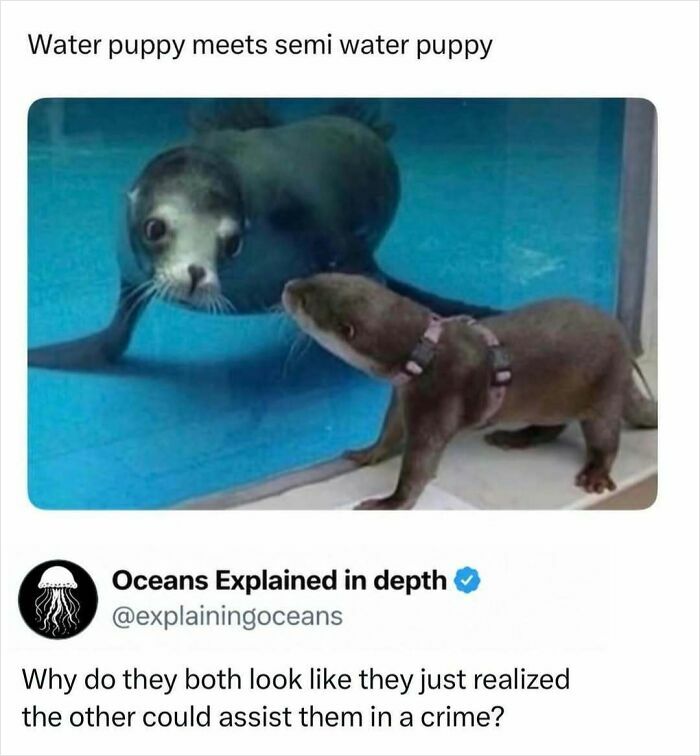 Interesting facts about a baby seal and an otter looking at each other through a glass partition.