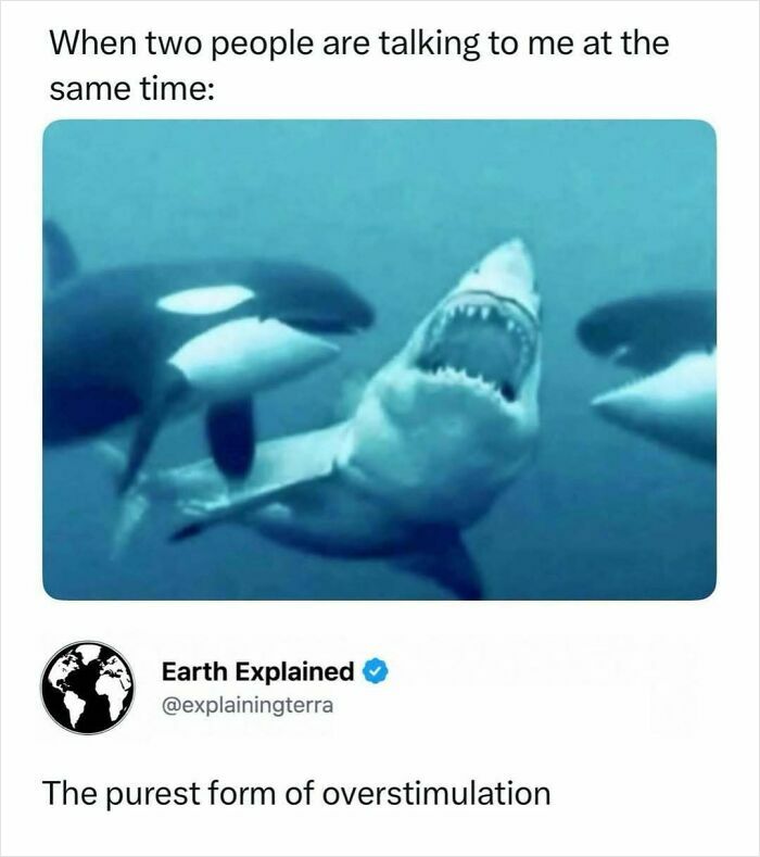Interesting facts about a great white shark reacting to two orcas, illustrating overstimulation.
