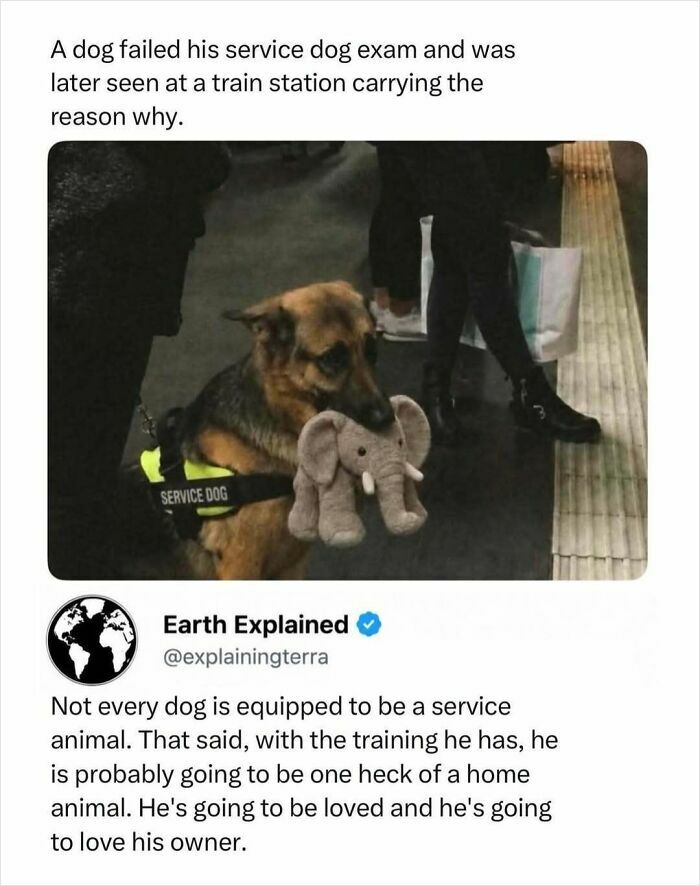 Interesting facts about a service dog that failed its exam, carrying an elephant plushie at a train station.